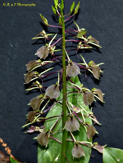 {Liparis liliifolia}